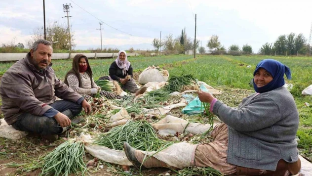 Yeşil soğan bu yıl üreticisini memnun etti