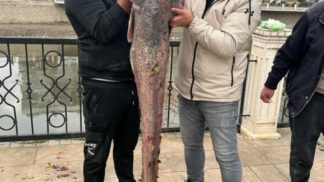 Yeşilırmak Nehri'nde 1,5 metrelik yayın balığı yakalandı