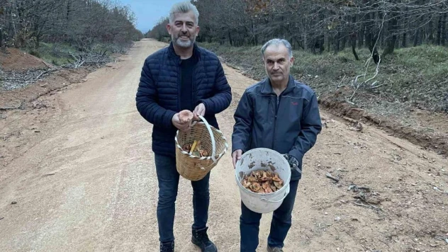 Yoğun yağış mantarsevenleri ormana döktü