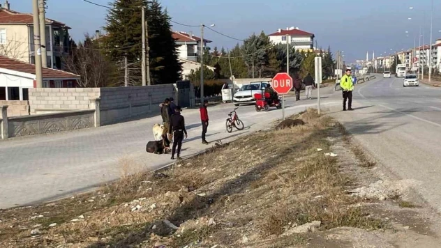 Yola çıkan başıboş eşeklere tır çarptı
