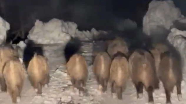 Yola çıkan domuz sürüsü kameraya yansıdı