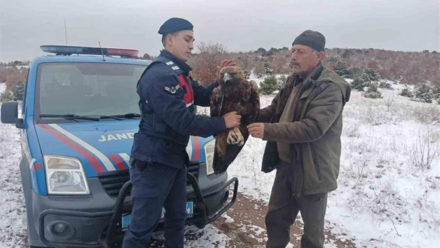 Yozgat'ta jandarmanın bulduğu yaralı şah kartalı tedaviye alındı