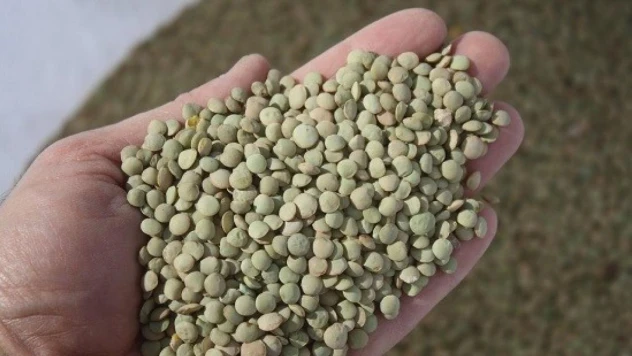 Yozgat yeşil mercimek üretiminde ülke genelinde ilk sırada yer alıyor