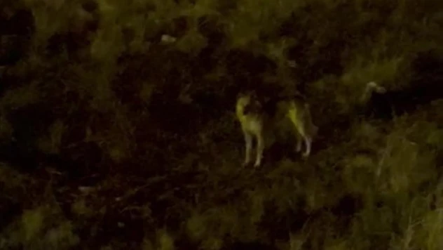 Yüksekova'da aç kalan kurt mahalleye indi