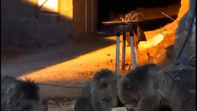 Yüksekova'da şantiyede yiyecek arayan 4 ayı kameralara yansıdı