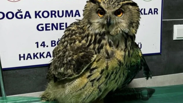 Yüksekova'da yaralı bulunan baykuş tedavi altına alındı