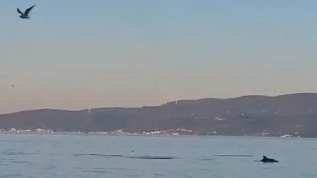 Yunus balıklarının dansı kamerada