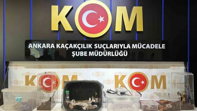 Yurda kaçak yöntemlerle getirtilmiş 42 özel tür hayvan ele geçirildi