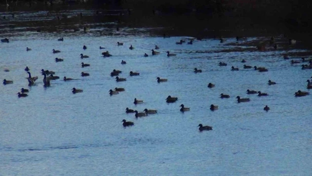 Yüzlerce yaban ördeği Kars Çayı'nda görüntülendi
