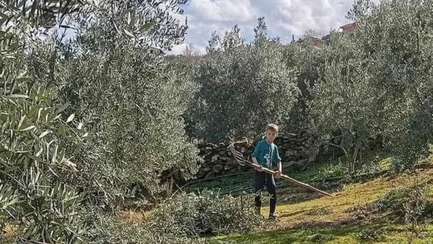 Zeytin budaması ve ilaçlaması devam ediyor