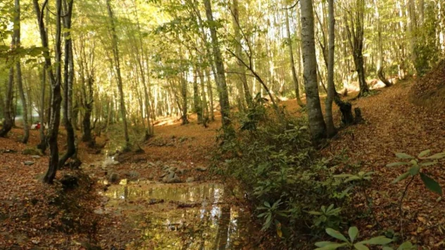 Zonguldak ormanlarında sonbahar güzelliği