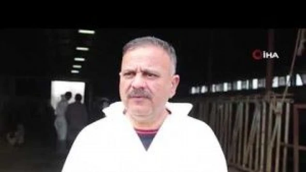 Ağrı ve Iğdır'da hayvanlar ilaçlanmaya başladı