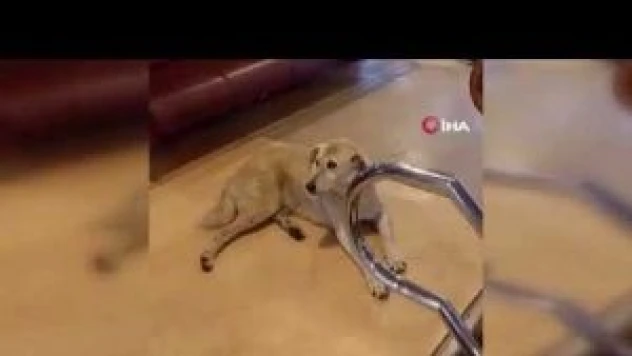 Köpek var diye seferi iptal etti, yetmedi yolcuları kovdu!