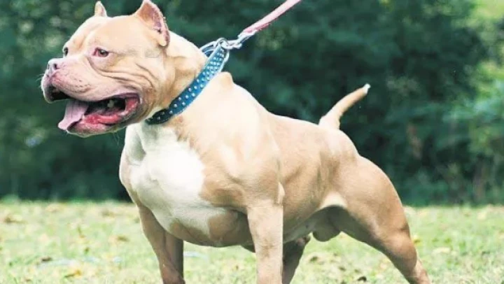 Pitbull dehşeti cezasız kalmadı