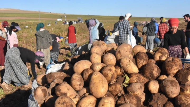 Ahlat patatesinden  450 milyon TL gelir bekleniyor