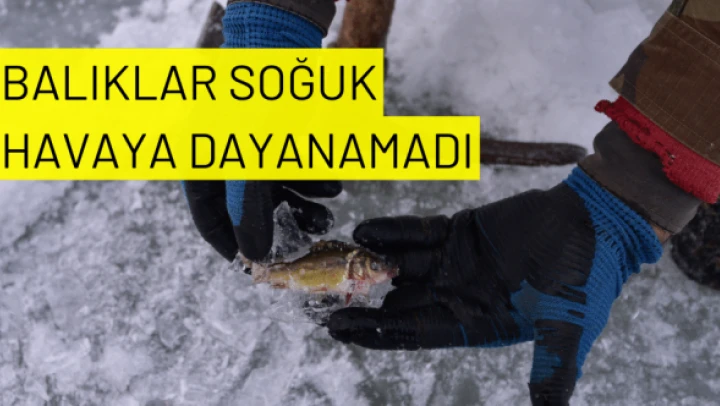 Balıklarda soğuğa dayanamadı gölün suyuyla dondu