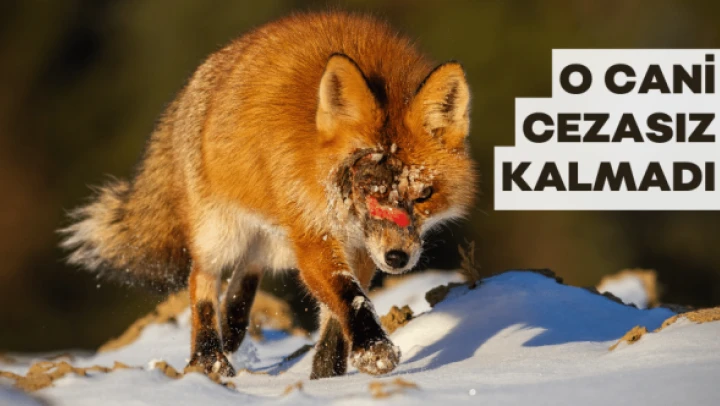 Yaralı kurda eziyet cezasız kalmadı