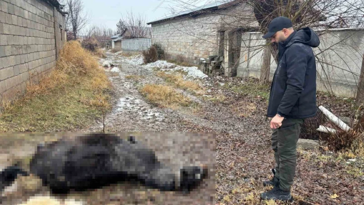 Vicdanları sızlatan olay: At ve eşek katillerini arıyorlar