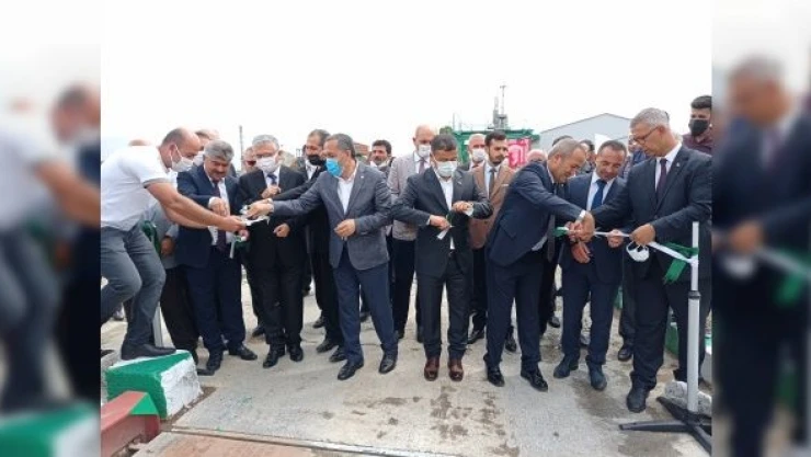 Erciş'te şeker pancarı alımı başladı