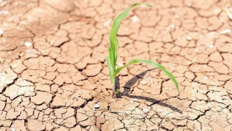 Kuraklığın vurduğu çiftçilere destek ödemesi yapılacak