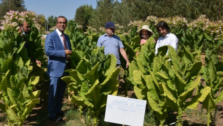 Muş Alparslan Üniversitesi'nde Virginia tütünü hasadı başladı