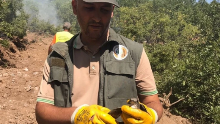 Orman Genel Müdürlüğü: Ormancılık önce vicdan işidir