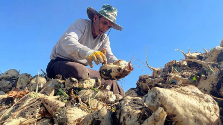 Ağrı'da şeker pancarı üretimi artış gösterdi