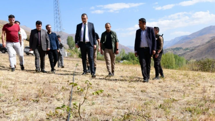 Çatak Kaymakamı ceviz bahçelerini ziyaret etti