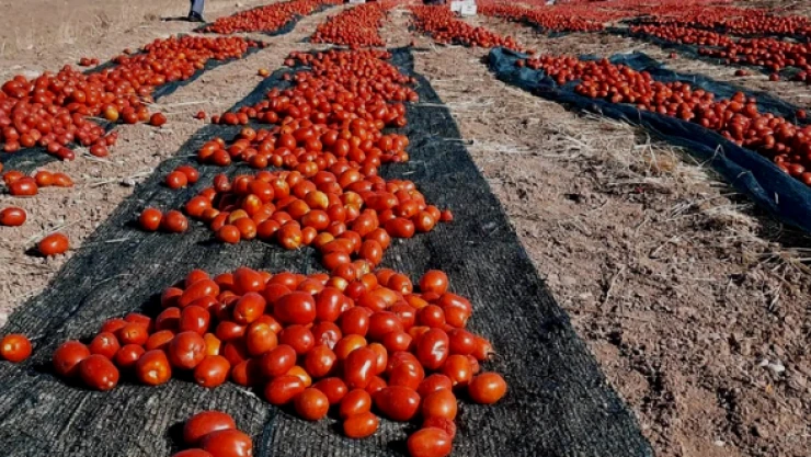 Kaynarca kırmızıya büründü, çiftçi destek istedi