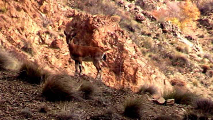 Koruma altındaki yaban keçileri dağlara güzellik katıyor