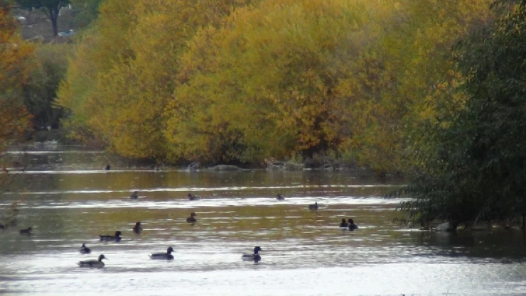 Yeşilbaş ördekler Kars Çayı'nı mesken tuttu