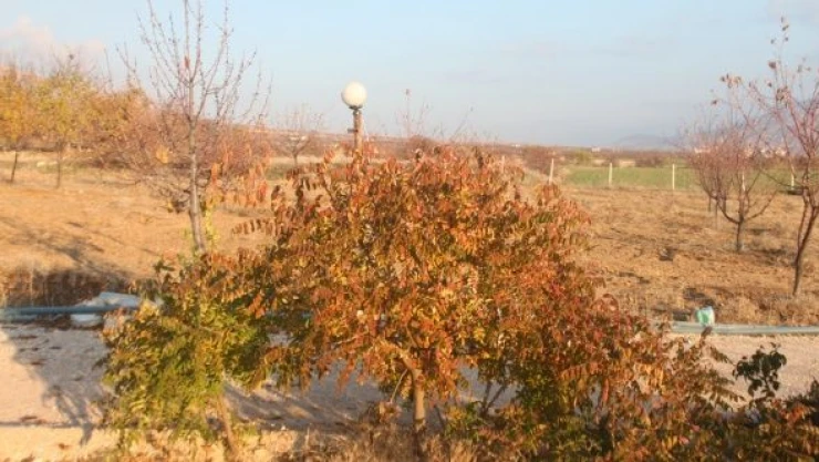 3 yıl önce diktiği ağaçlardan, yüzde 200 verim aldı