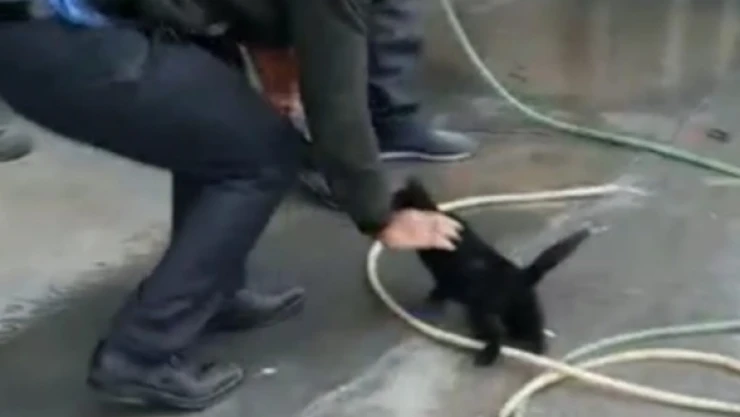 Araç motoruna sıkışan yavru kedi çıkarıldı