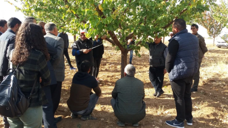 Iğdırlı çiftçilere budama ve aşılama eğitimi verildi
