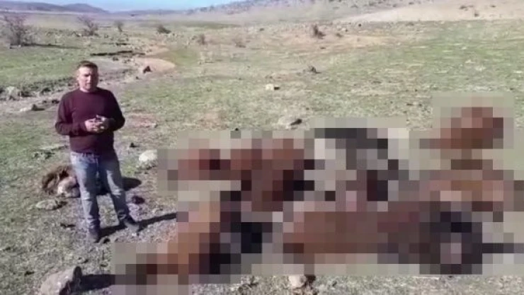 Karakoçan'da 16 koyun telef oldu