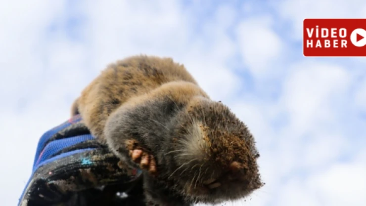 Kör fare toprağı böyle kazdı