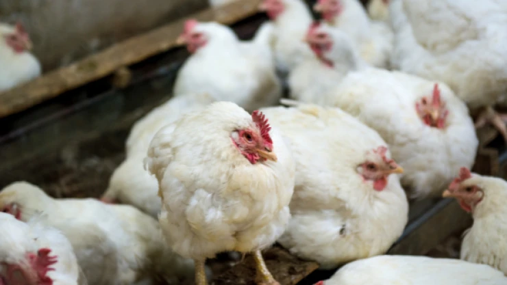 Kuş gribi geri mi geliyor?