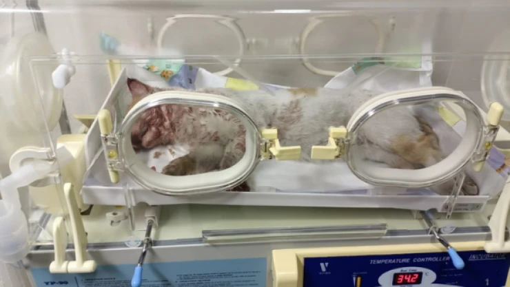 Malatya'da kediye çarpan sürücü aranıyor