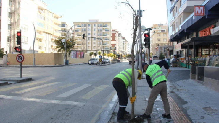 Refüj ve kaldırımlarda kuruyan ağaçların yerine yenisi dikildi