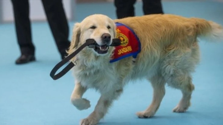 Elazığ depreminin kahraman köpeği 'Olgun' u böyle anlattı