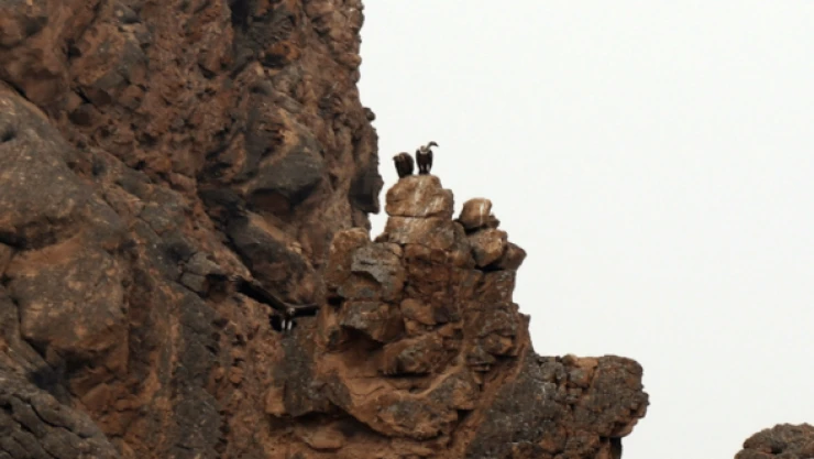 Akbabaların güzellikleri herkesi hayran bıraktı