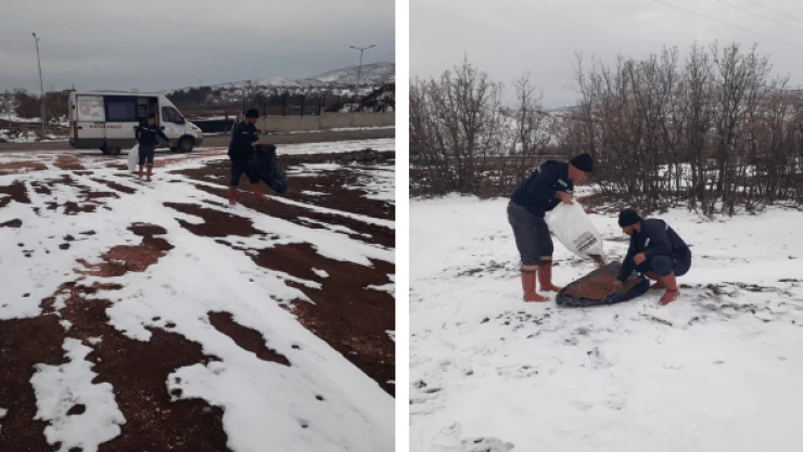 Bingöl Belediyesi sokak hayvanlarını unutmadı