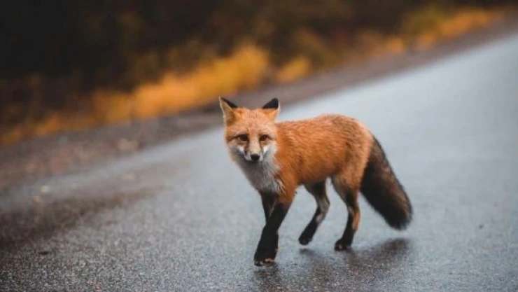 Aç tilki merkeze indi