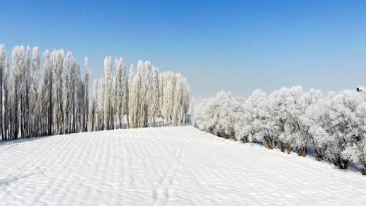 Ağrı'da beyaza bürünen ağaçlar hayran bıraktı