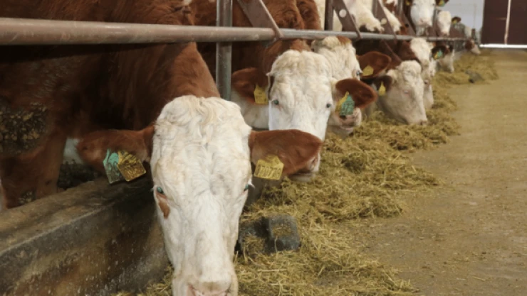 Besicilere 'gebe düve' alma imkanı çıktı!
