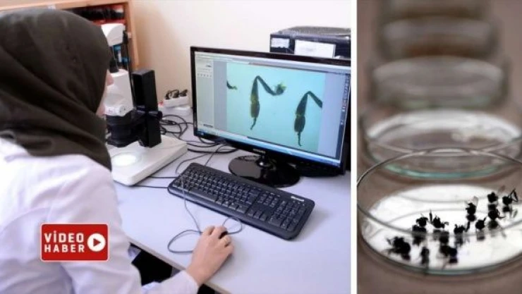 Kafkas arısının ayrıntılı gen haritası çıkarılıyor