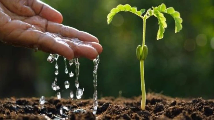 Muş'ta etkili olan yağışlar üreticiyi sevindirdi