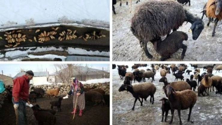 Muş'ta kuzular anneleriyle buluştu