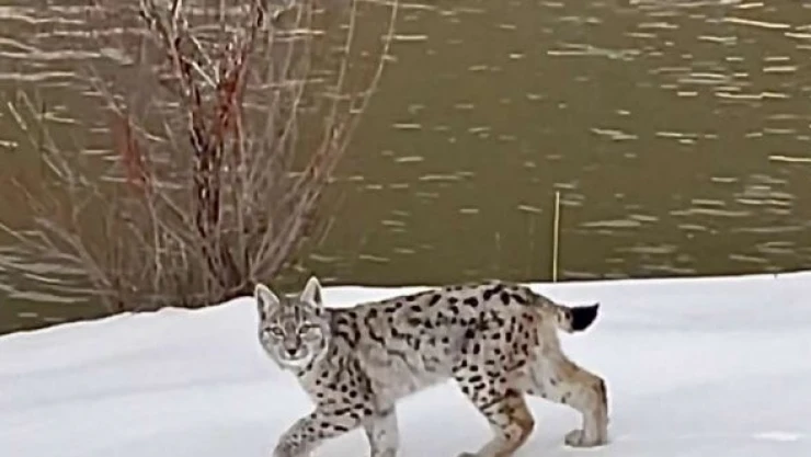 Nesli tükenmekte olan Vaşak Bingöl'de görüntülendi!