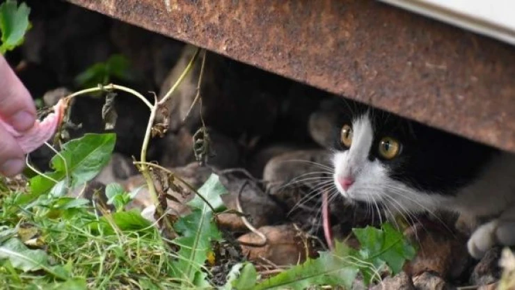 Öğretmenler 'can dostlara' ümit oldu